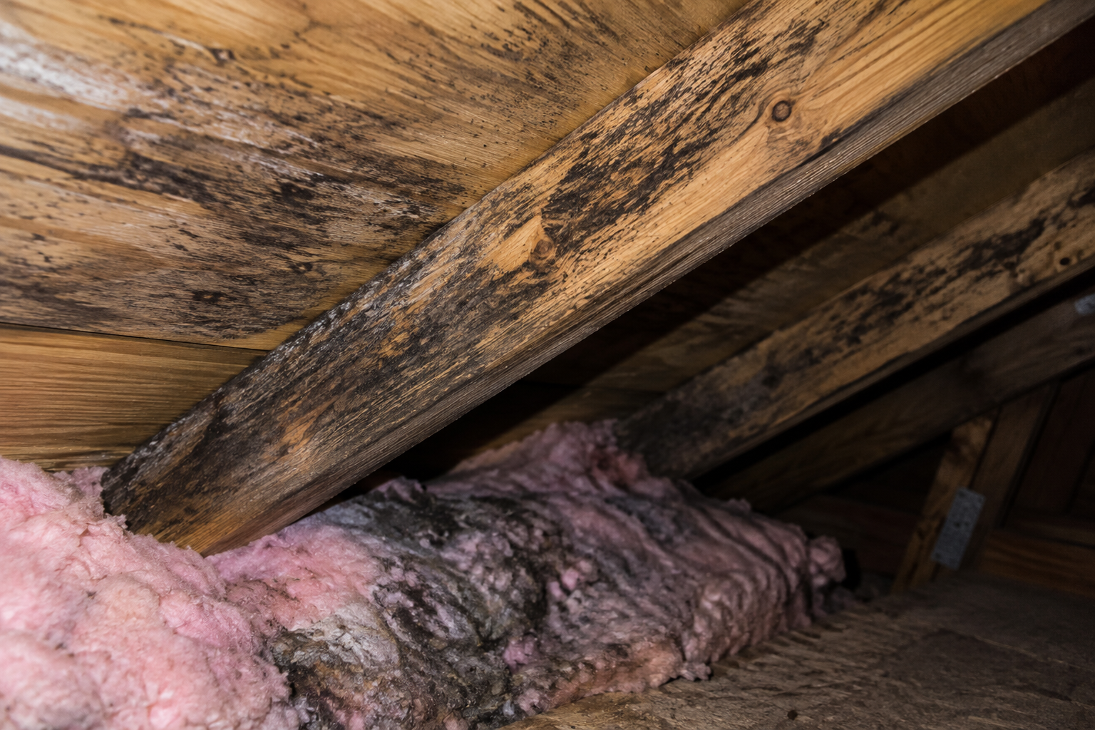 Mold growth on attic rafters and insulation.