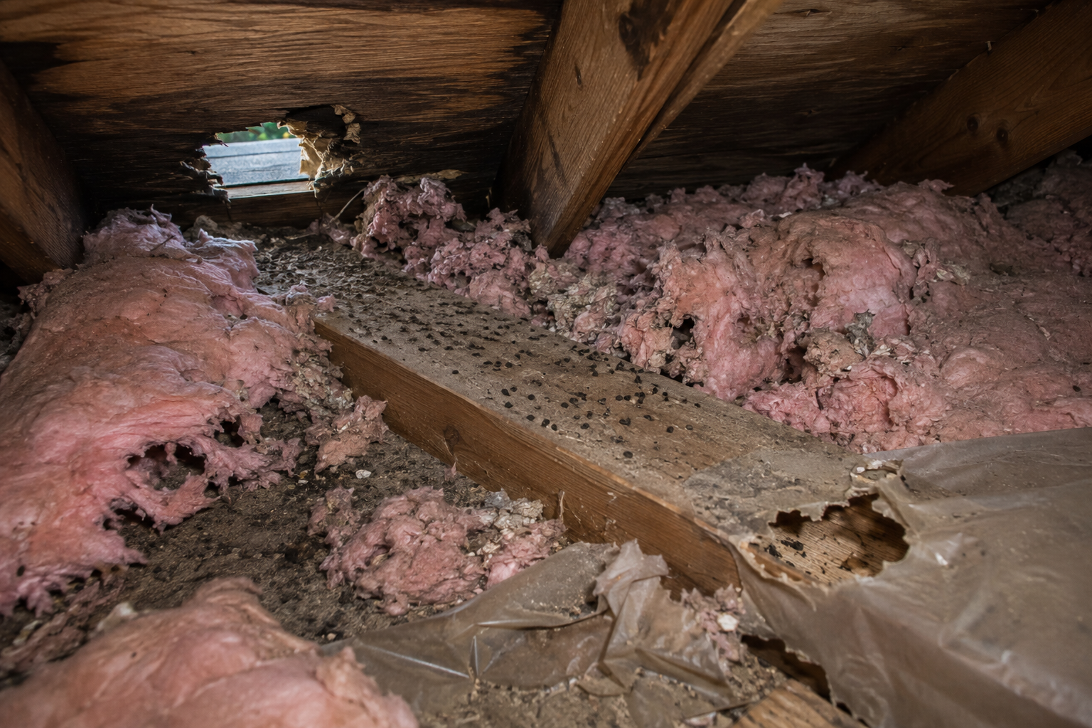 Rodent damage and droppings in attic insulation.